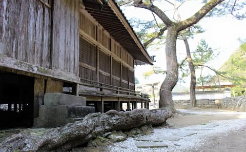和多都美神社の松の木